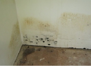 image of mold infestation in corner of walls and floor